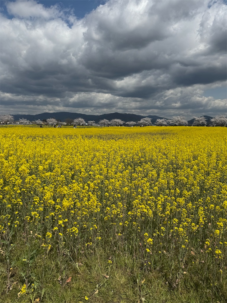 f:id:emi-sk:20250411093001j:image