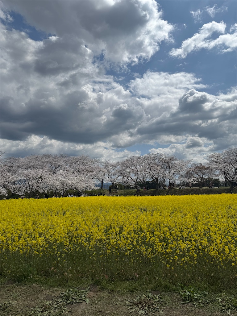f:id:emi-sk:20250411093146j:image