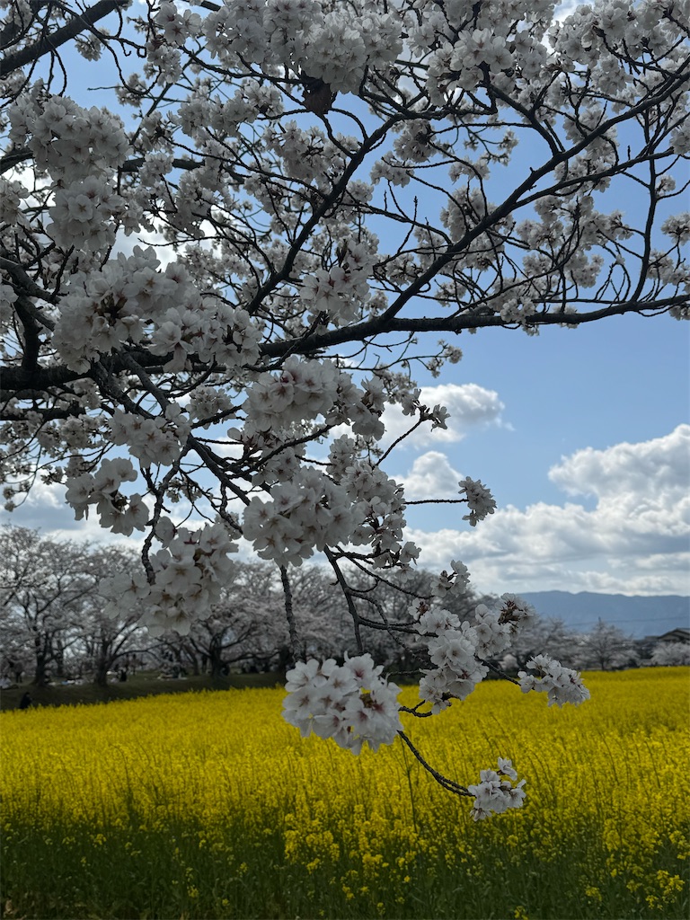 f:id:emi-sk:20250411093204j:image