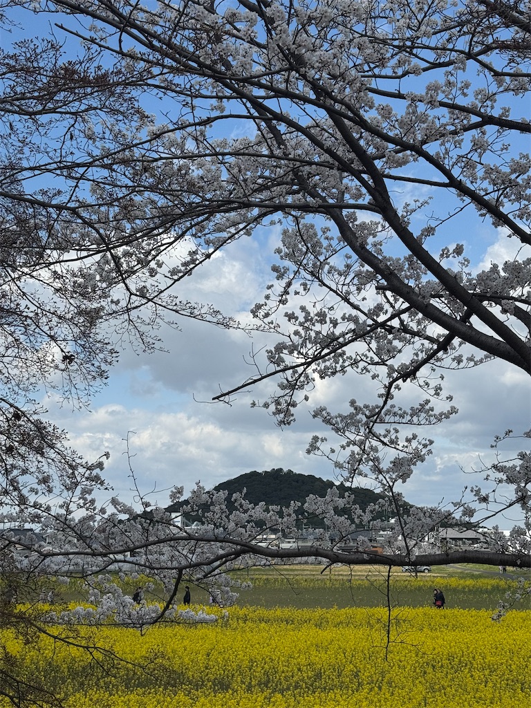 f:id:emi-sk:20250411093323j:image