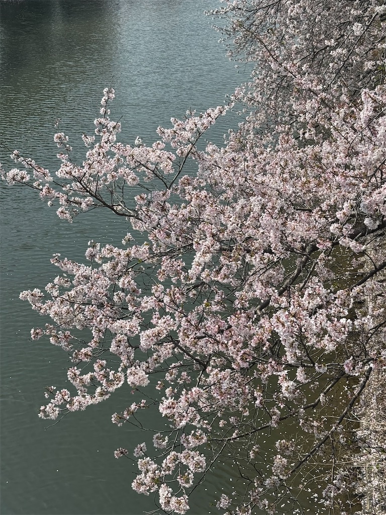f:id:emi-sk:20250416194809j:image