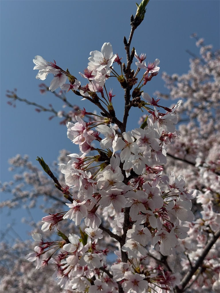 f:id:emi-sk:20250416194850j:image