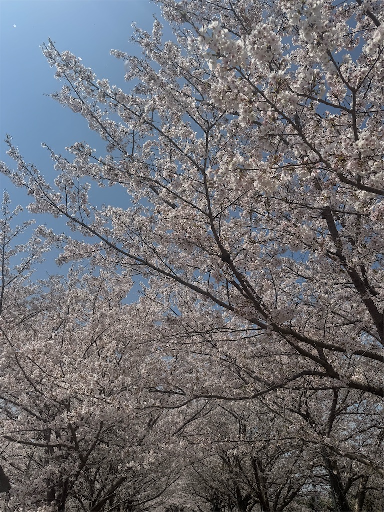 f:id:emi-sk:20250422074135j:image