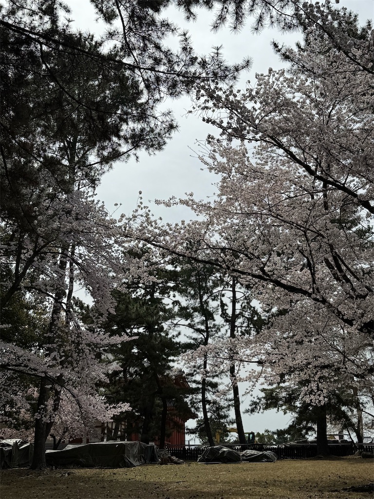 f:id:emi-sk:20250430061528j:image