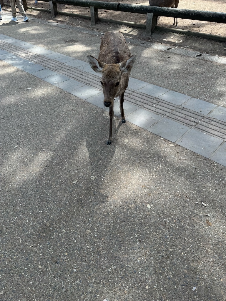 f:id:emi-sk:20250430061935j:image