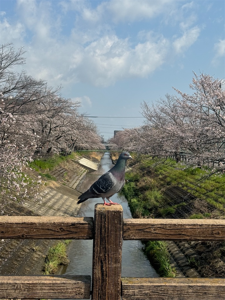 f:id:emi-sk:20260406072210j:image