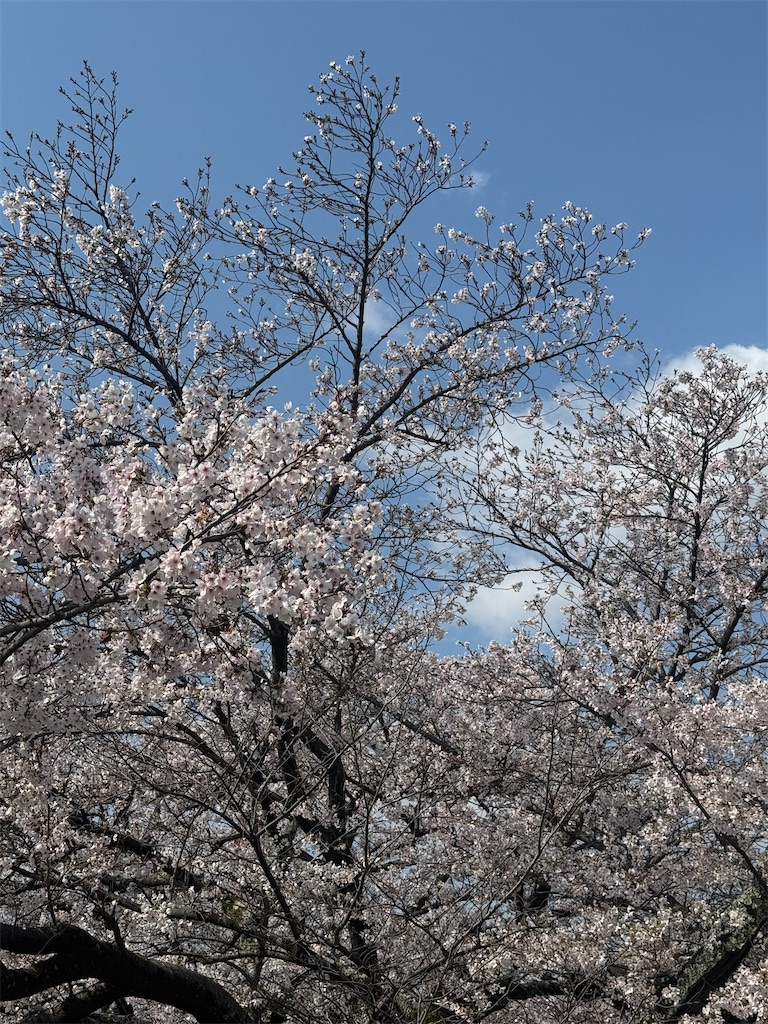 f:id:emi-sk:20260406072421j:image