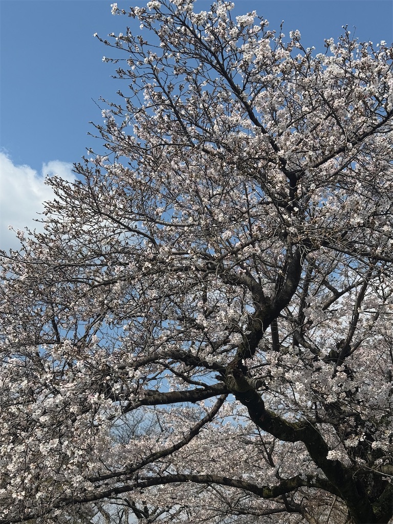 f:id:emi-sk:20260406072431j:image