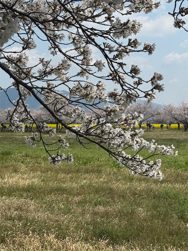f:id:emi-sk:20260417072036j:image