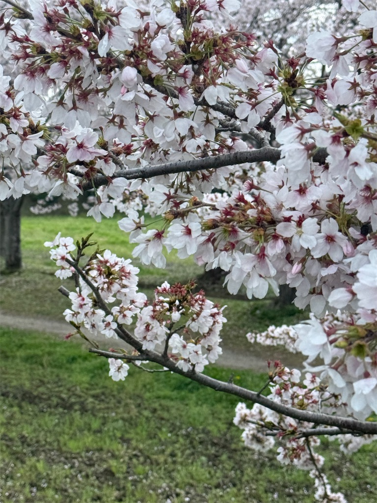 f:id:emi-sk:20260417072047j:image