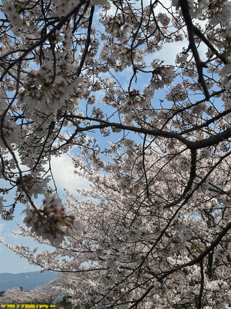 f:id:emi-sk:20260417072110j:image