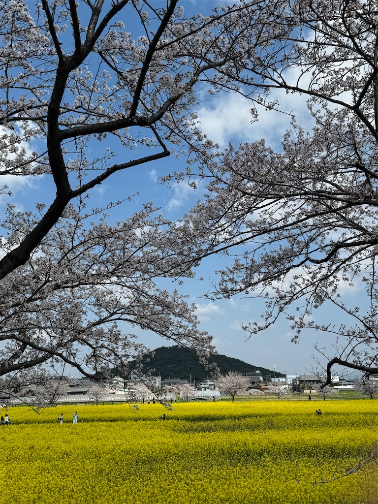 f:id:emi-sk:20260417072326j:image