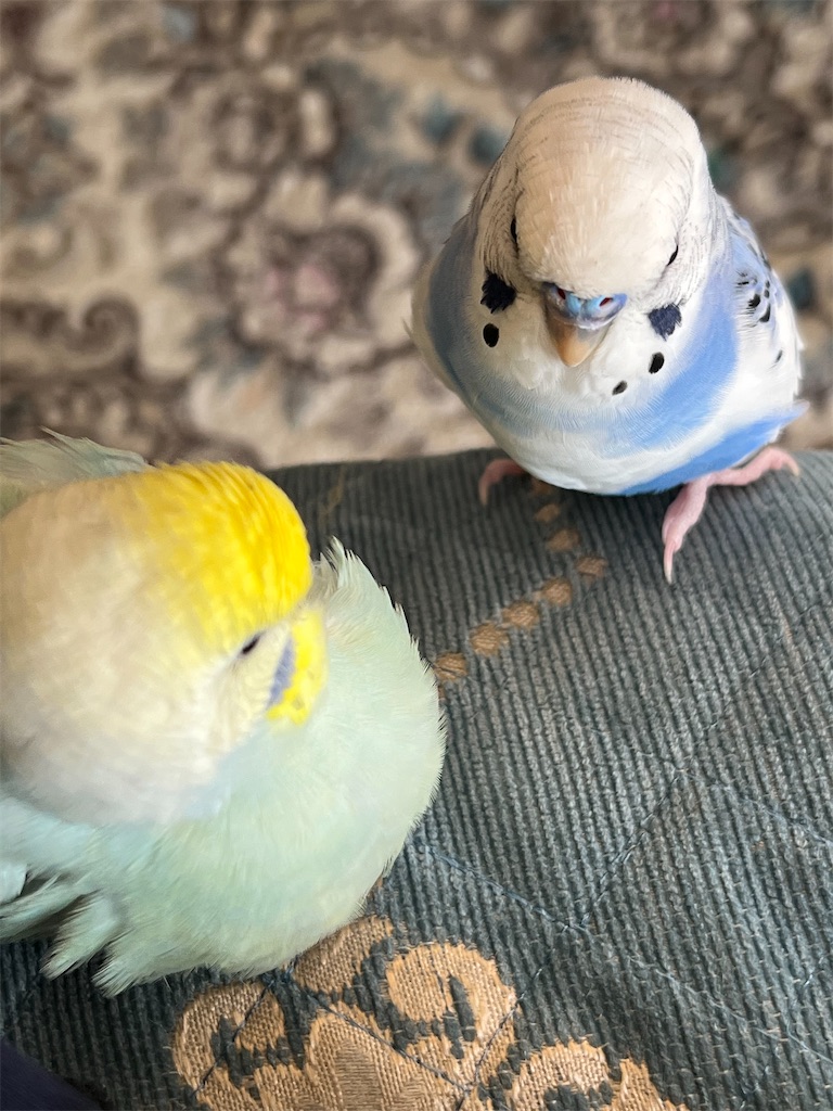 f:id:emi_torinomiya:20230401210237j:image