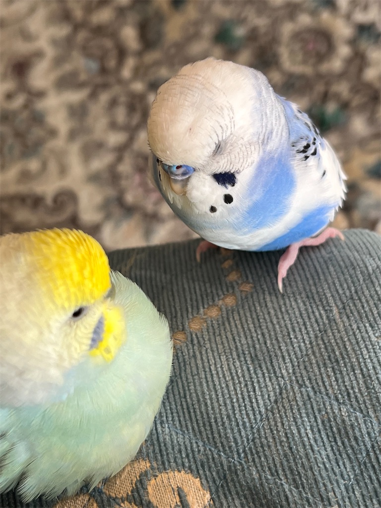 f:id:emi_torinomiya:20230401210242j:image