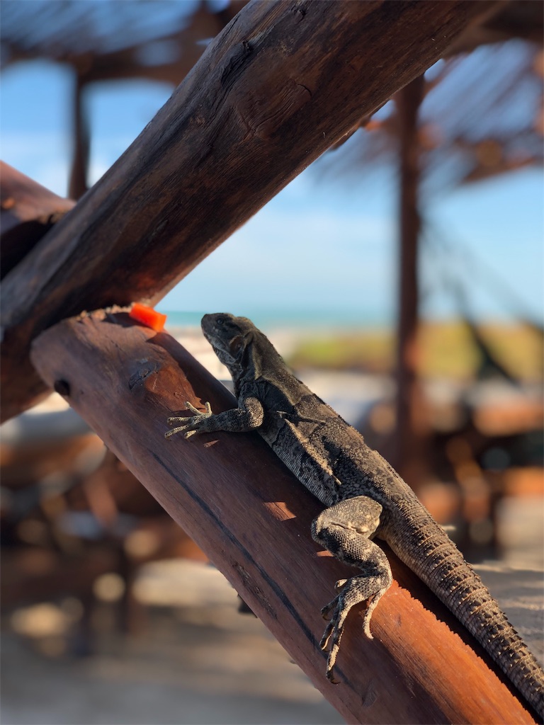 f:id:emicco_p:20190115070400j:image f:id:emicco_p:20190115070400j:image