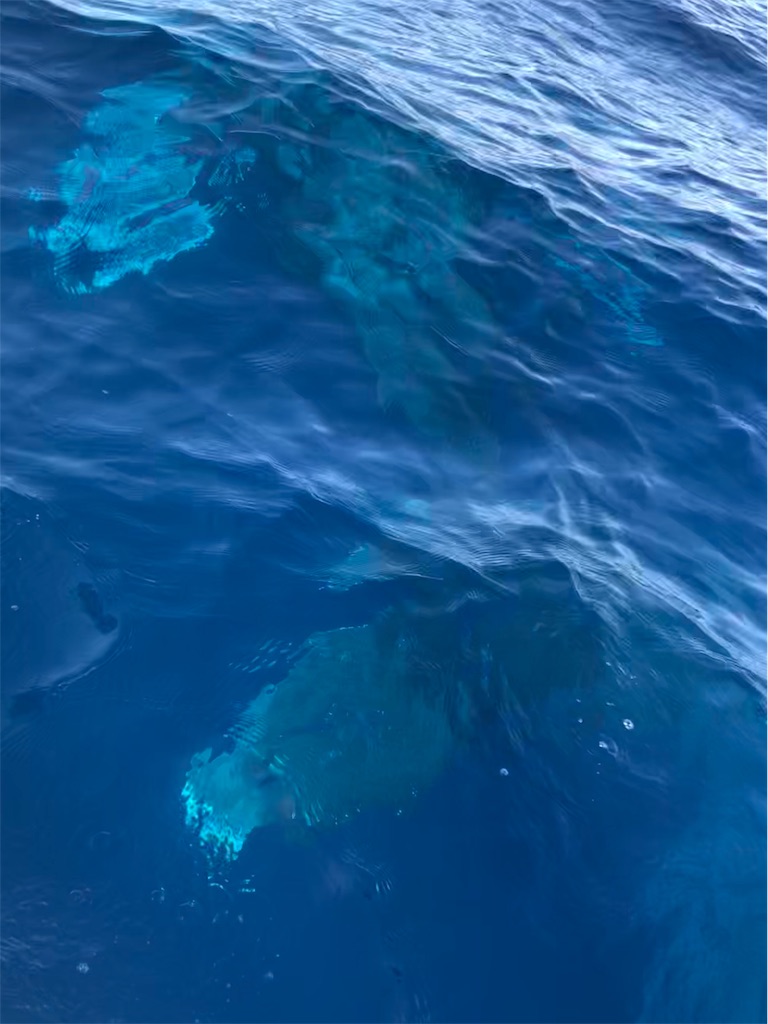 f:id:emicco_p:20190209225850j:image f:id:emicco_p:20190209225850j:image