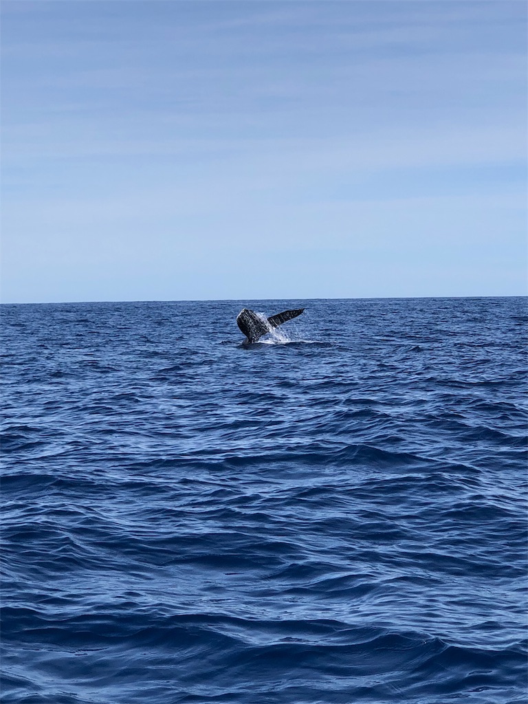 f:id:emicco_p:20190209225855j:image f:id:emicco_p:20190209225855j:image