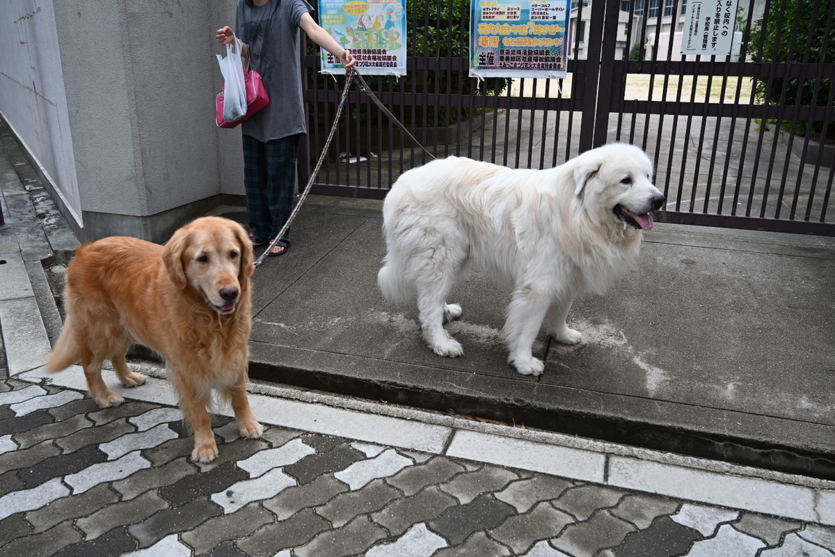 f:id:emichikatu:20190823104447j:plain f:id:emichikatu:20190823104447j:plain