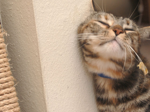 f:id:emija:20051027123630j:plain