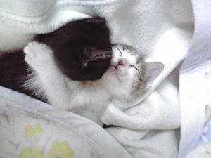 f:id:emija:20080601125818j:plain