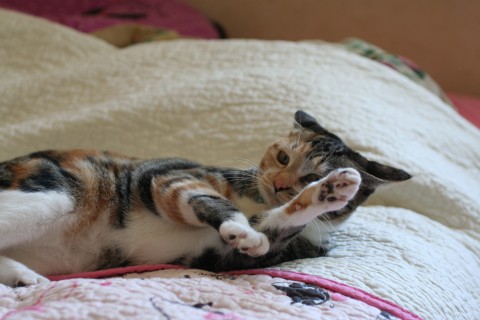 f:id:emija:20140529012013j:plain