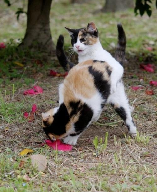 f:id:emija:20140610013617j:plain f:id:emija:20140610013617j:plain