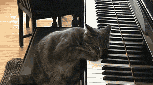 ピアノと猫 猫画像まとめ もふぬこ動画 画像 ピアノと猫 猫画像まとめ もふぬこ動画 画像
