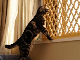 f:id:emija:20140726191423j:plain