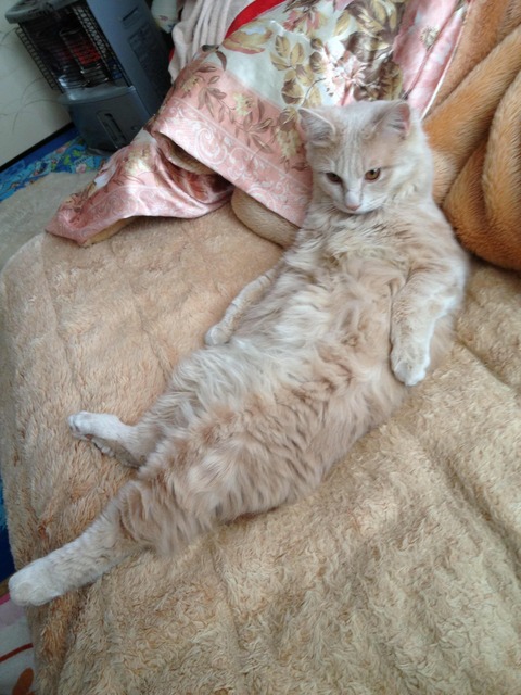 f:id:emija:20140728195031j:plain