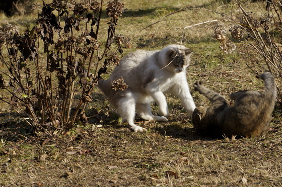 f:id:emija:20140804202332j:plain f:id:emija:20140804202332j:plain