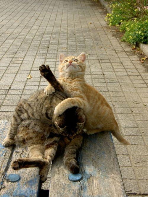 f:id:emija:20140804203235j:plain f:id:emija:20140804203235j:plain