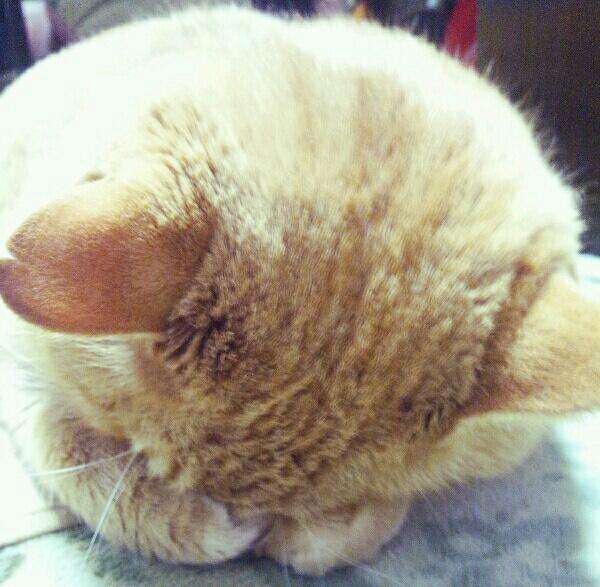 f:id:emija:20140819145359j:plain f:id:emija:20140819145359j:plain