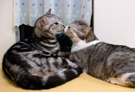 f:id:emija:20140820170243j:plain