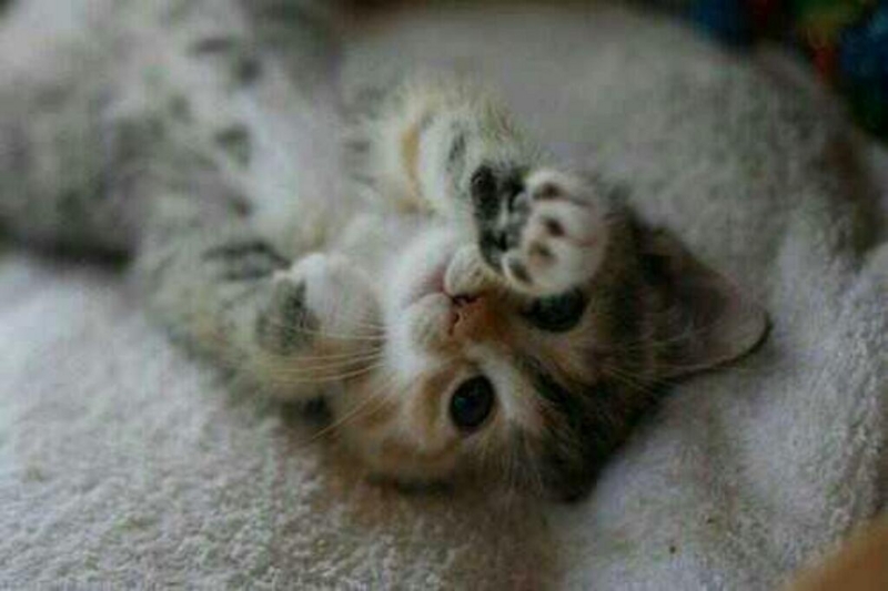 f:id:emija:20140823185305j:plain f:id:emija:20140823185305j:plain