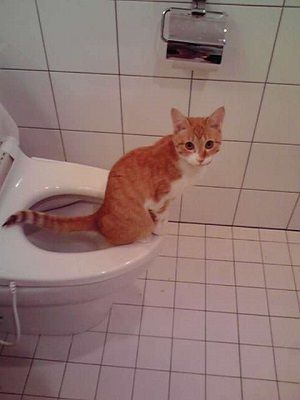 猫の雑学】猫の知能は意外と高い!?猫の賢さは学習能力の高さにあり