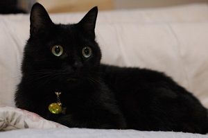 黒と白の色の猫の品種10選