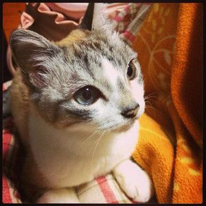 f:id:emija:20140910165216j:plain