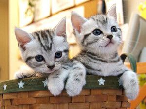 f:id:emija:20140910171143j:plain