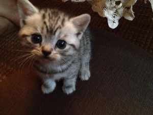 f:id:emija:20140910171235j:plain