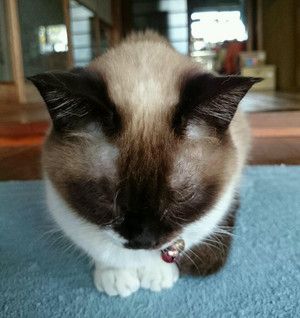 シャム猫さんは超美猫!宝石の様な目が美しいシャム&ヒマラヤン猫画像20選 - もふぬこ動画☆画像
