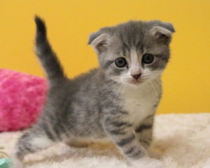 f:id:emija:20140914143629j:plain f:id:emija:20140914143629j:plain