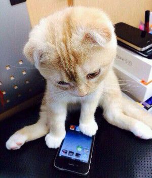 f:id:emija:20140914143701j:plain f:id:emija:20140914143701j:plain