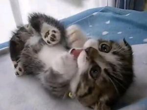 f:id:emija:20140914143824j:plain f:id:emija:20140914143824j:plain