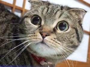 f:id:emija:20140914143835j:plain f:id:emija:20140914143835j:plain