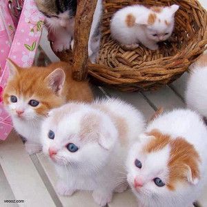 f:id:emija:20140914144046j:plain f:id:emija:20140914144046j:plain