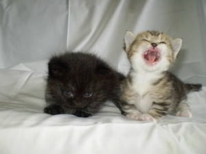 f:id:emija:20140916163306j:plain