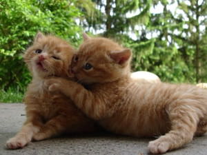 f:id:emija:20140916163645j:plain