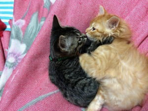 f:id:emija:20140916163653j:plain