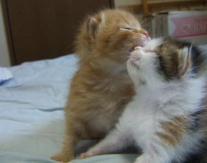 f:id:emija:20140916163732j:plain