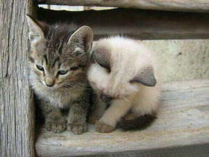 f:id:emija:20140916163809j:plain